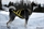 Neewa Sled Dog X-Back Dragsele